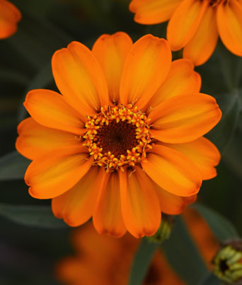 Zinnia