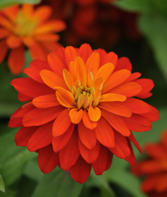 Zinnia