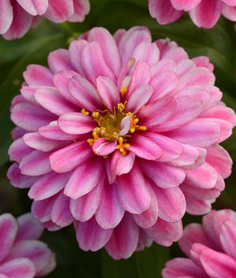 Zinnia