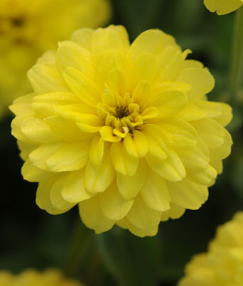 Zinnia