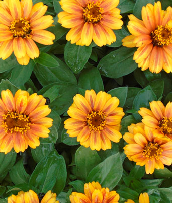 Zinnia
