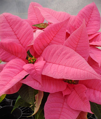 Christmas Beauty™ Pink Image