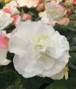 Begonia 