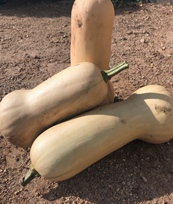 Squash, Butternut Image