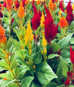 Celosia, Fall 