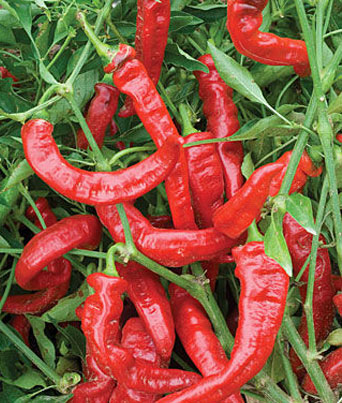 Pepper, Sweet