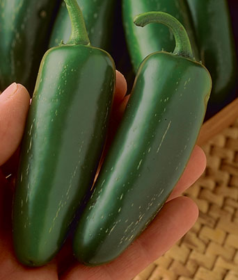 Pepper, Hot