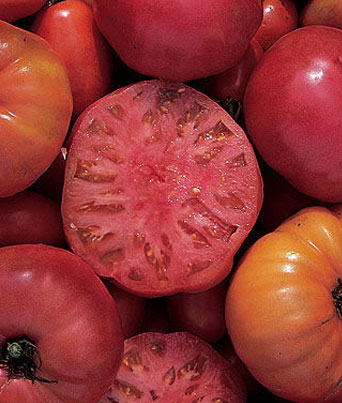 Tomato