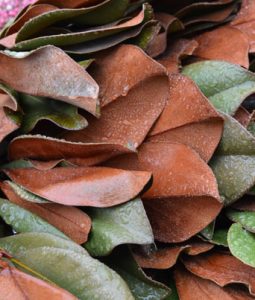 Magnolia Leaves Image