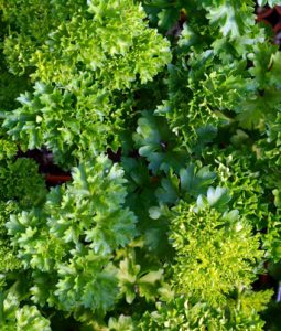 Parsley 