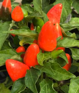 Ornamental Pepper 