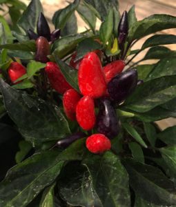 Ornamental Pepper 