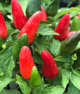 Ornamental Pepper 