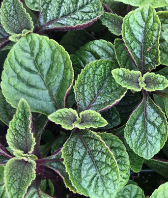 Plectranthus