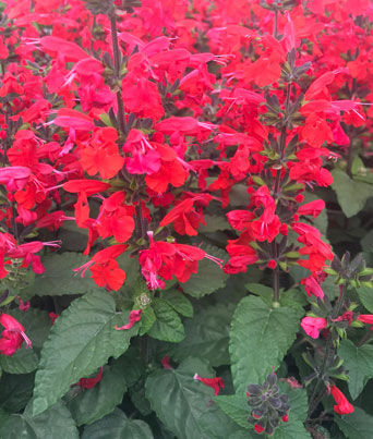 Salvia