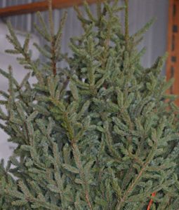 Spruce Tips Image