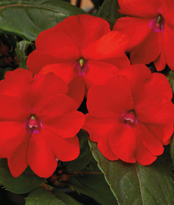 Impatiens