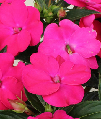 Impatiens