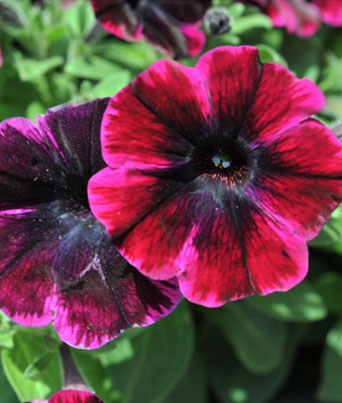 Petunia