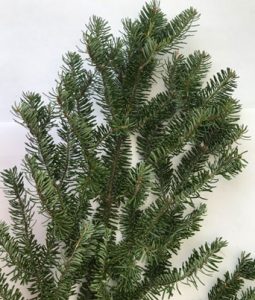 Balsam Fir Image