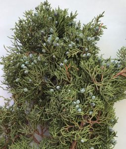 Blueberry Juniper Image