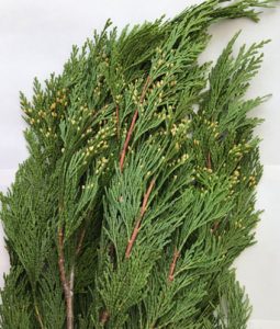 Incense Cedar Image