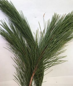 Norway Pine Image