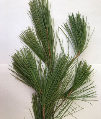 White Pine Image