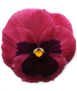 Pansy 