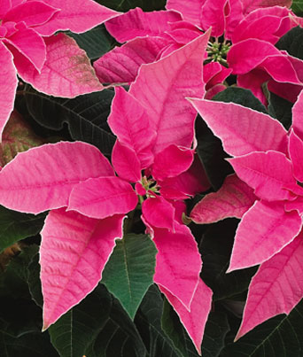 Princettia® Hot Pink Image