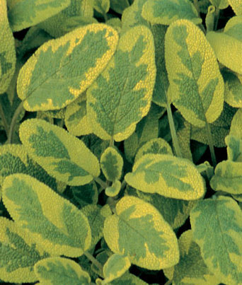 Golden Sage (Icterina) Image
