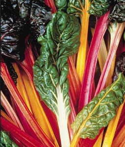 Swiss Chard 