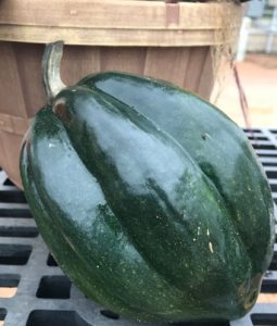 Squash, Acorn Image