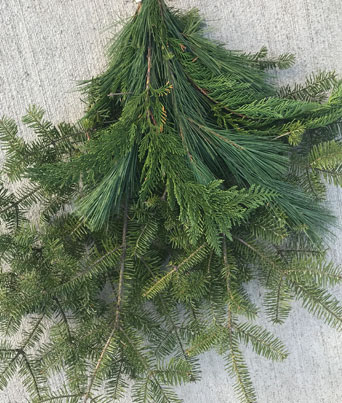 Balsam Cedar Pine Mix Image