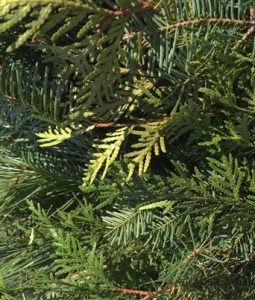 Balsam, Cedar, and Pine Garland Image