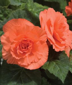 Begonia 