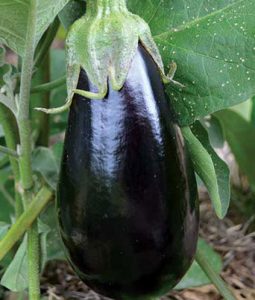 Eggplant 