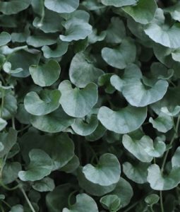 Dichondra 