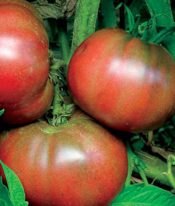 Tomato