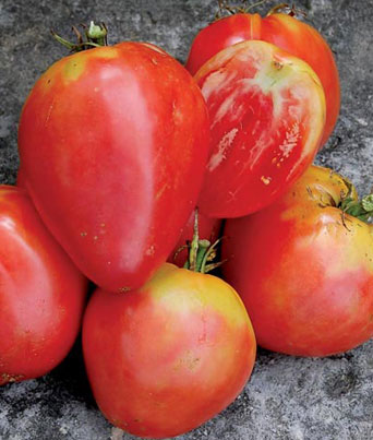 Tomato