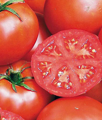 Tomato