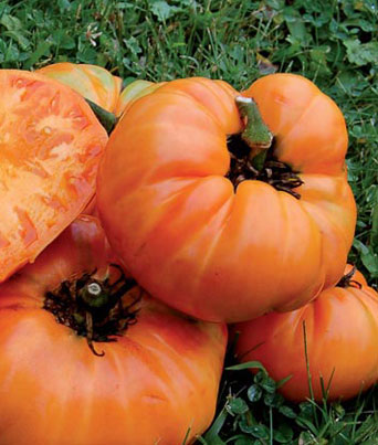 Tomato