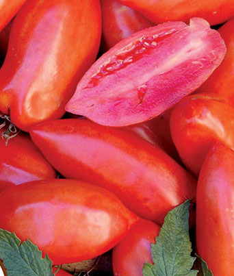 Tomato