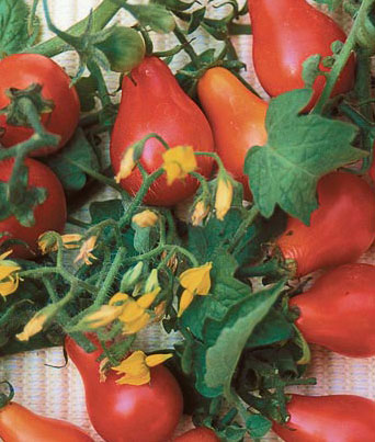 Tomato