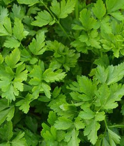 Parsley 