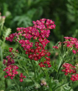 Achillea 