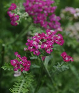 Achillea 