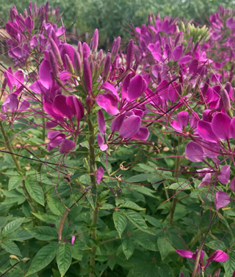 Cleome