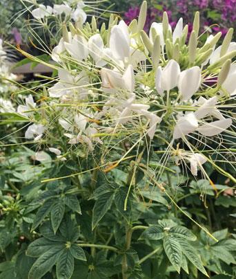 Cleome