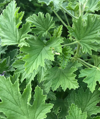 Geranium